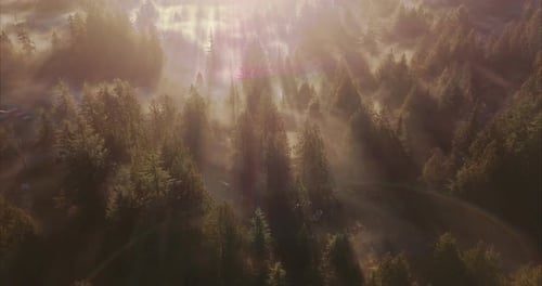Luftaufnahme warmer Sonnenstrahlen, die durch Nebel im Wald scheinen, Variation mit Fackel