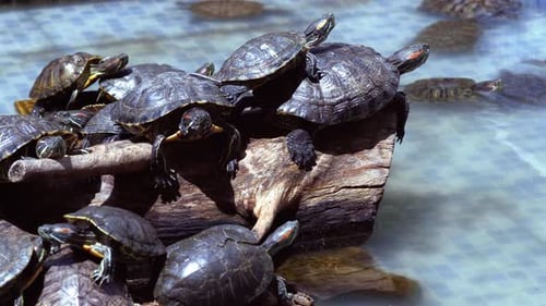 Wasserschildkröten im Pool