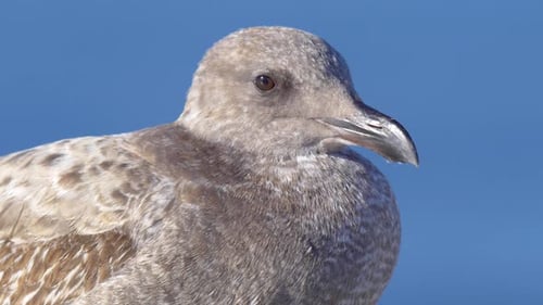 A gray seagull rests near the Pacific Ocean.
