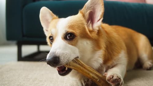 Happy Corgi Dog Chewing on Bone Indoors