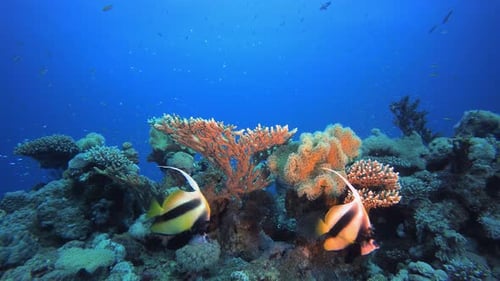 Tropische bunte Fische Blaues Wasser