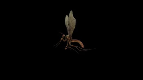 Mosca y muerte