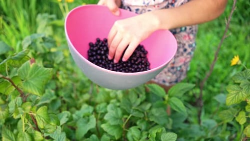 Gathering Ripe Black Currants From Bush in Garden