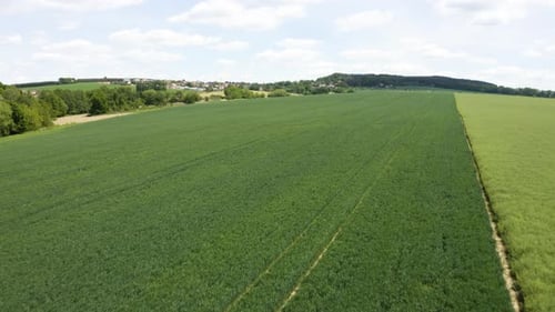 Aerial Drone Shot a Green Field in a Rural Area Drone Flies Low Across the Field