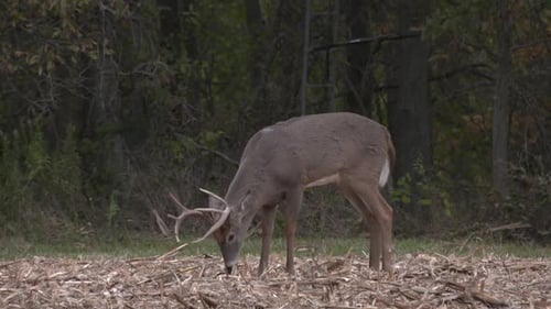 a whitetail buck eating corn
