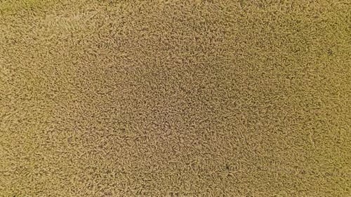 Aerial Over Rice Fields