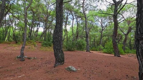 Forest Walk