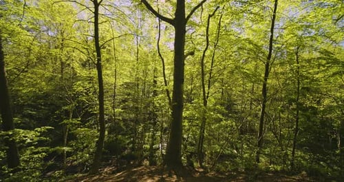 Lush Green Forest Trees Surrounded By Wild Plants on a Sunny Day