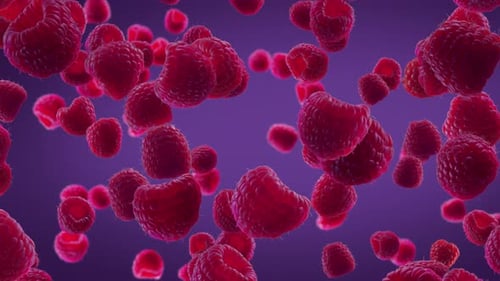 Floating Ripe Red Raspberries Moving on Purple Background Loop
