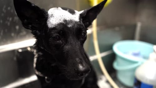 Black Dog Gets a Bath with Soap
