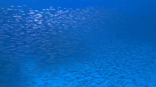 Blauer Wasser-Hintergrundfisch