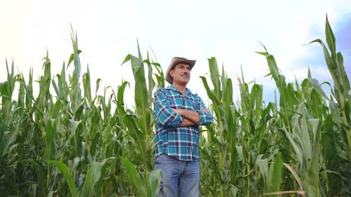 Senior Farmer Standing in Corn Field Examining Crop at Sunset