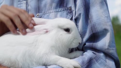 White Rabbit Being Pet Gently Outdoors During Daytime