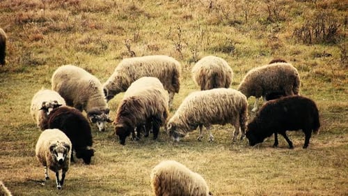 Manada de ovejas comiendo hierba en el campo