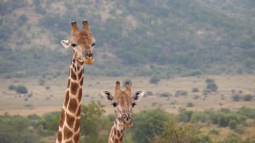 Two giraffes looking in to the camera