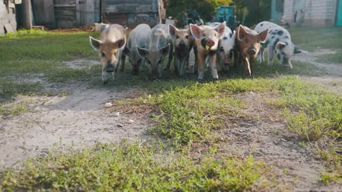 Lechones lindos y divertidos en una granja de animales. Hogar Little Piglets. Hermosas mascotas