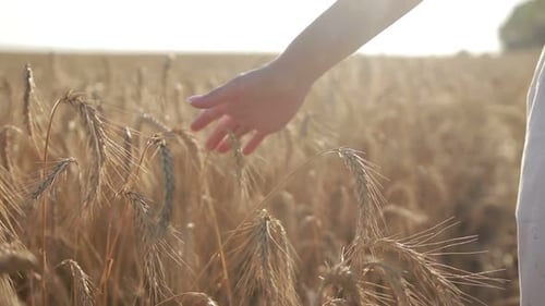Woman's Hand Brushing Wheat in Golden Field
