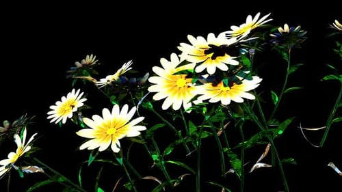 Animated White Daisy Flowers Blooming Nature Opener
