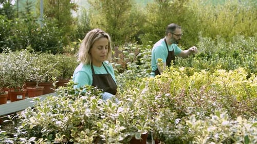 Man and Woman Tending to Plants in Greenhouse