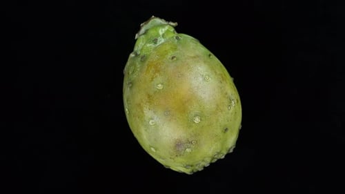 Prickly Pear Fruit Rotating Against Black Background