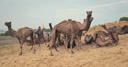 Kamele beim Pushkar Mela Kamelfest auf dem Feld beim Essen und Kauen