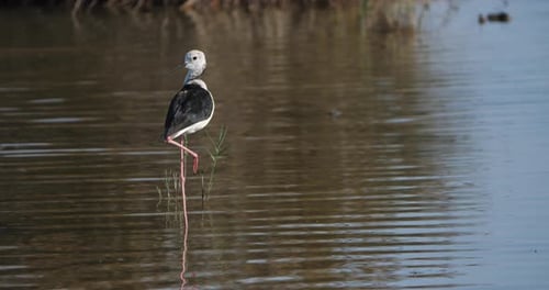 Stelzenläufer mit schwarzen Flügeln, (Himantopus himantopus), Camargue, Frankreich