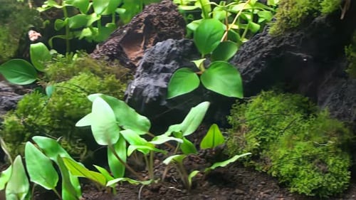 Concept 18-A1 View of Aquascape