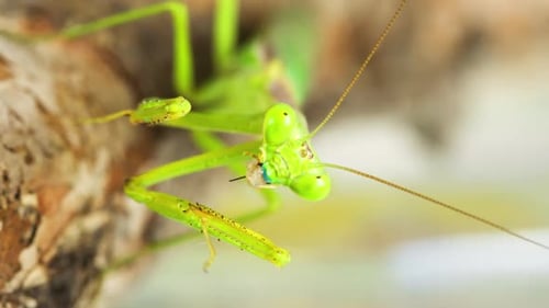 Praying Mantis Feeding On A Cricket