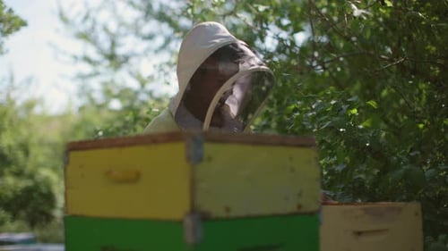 beekeepers working on bee hives - field work of honey production