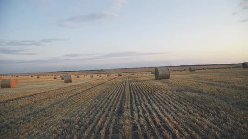 Huge Viewing of Haycocks on Spacious Field with Bright Sunset