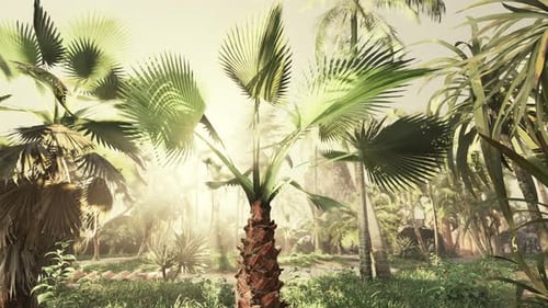 Sun Light in the Rain Forest