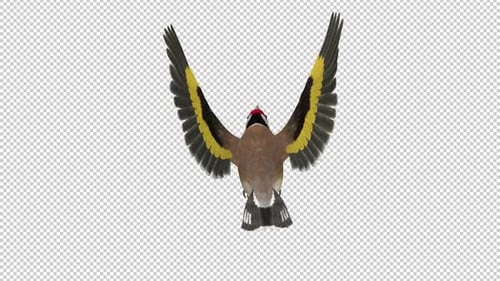 Eurasian Goldfinch - Easter Bird - Flying Loop - Back View - Alpha Channel