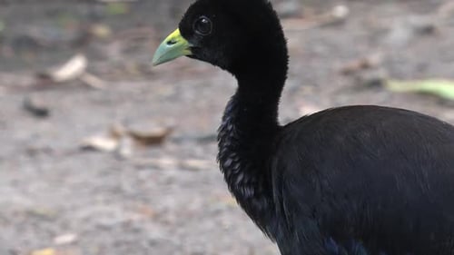 Oiseau trompettiste en Amazonie