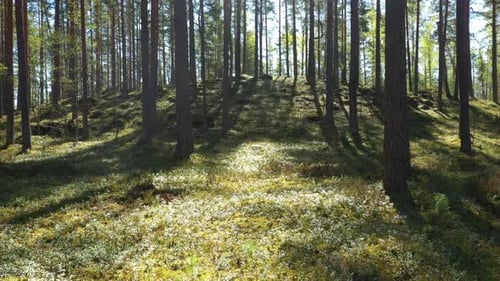 Drone flight at the Pine Forest