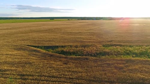 Flying above Golden Wheat Field in Rural Autumn Landscape on Sunny Morning - Drone Footage