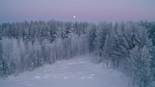Moonlight aerial view flying over beautiful snowy Scandinavian lake at dusk towards pine woodland tr