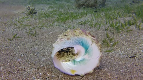 Conch Underwater