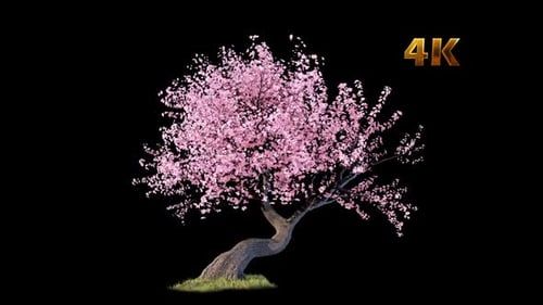 Animated Pink Cherry Blossom Tree with Falling Petals