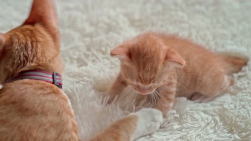 Orange Tabby Cat Grooming Kitten