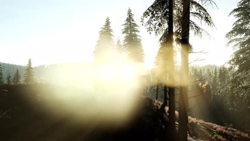Sun Beams Through Trees