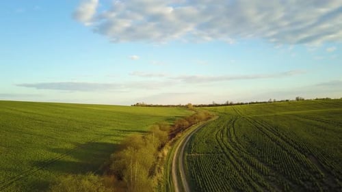 Aerial view of bright green agricultural farm field with growing rapeseed plants and cross country