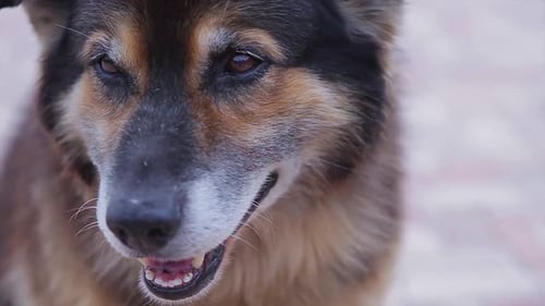 Dog Portrait Close-Up