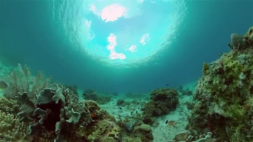 The Underwater World of a Coral Reef