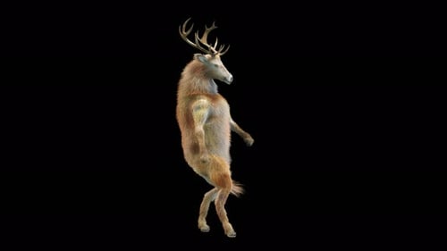 Happy Deer Dancing on Hind Legs with Alpha Channel