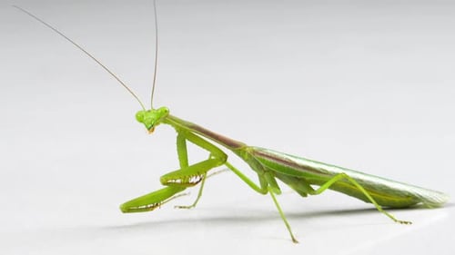 Macro Praying Mantis On White