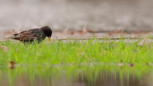 Wild Forest Bird Common Starling Looking for Worms In Spring Day