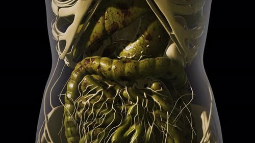 Detailed Human Digestive System Anatomy