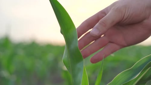Agronomist Examining Corn Maize