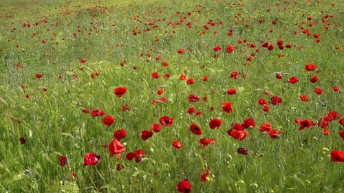 Mohnblumen und grüne Natur