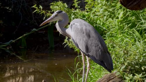 Wunderschöner majestätischer Graureiher stehend und Ufer eines natürlichen Teiches bei sonnigem Tag in der Natur.Nahaufnahme